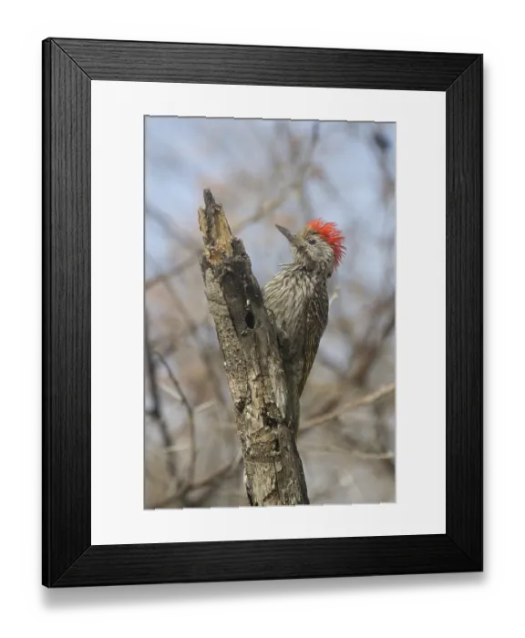 Framed Print : Cardinal Woodpecker (Dendropicos fuscescens) male Framed Print : Cardinal Woodpecker (Dendropicos fuscescens) male