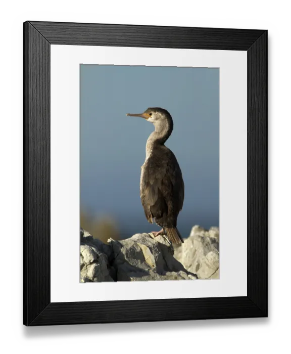 Framed Print : Spotted Shag (Phalacrocorax punctatus) juvenile Framed Print : Spotted Shag (Phalacrocorax punctatus) juvenile