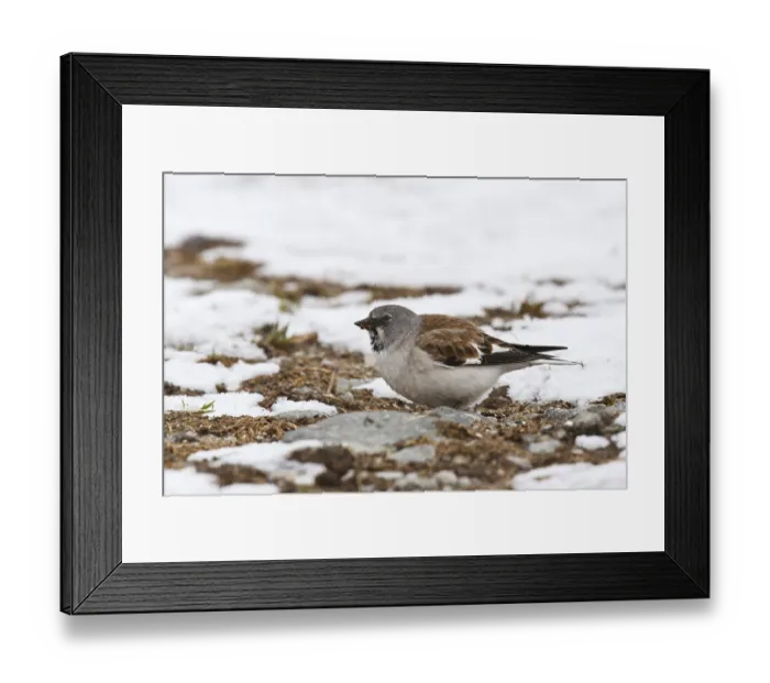 Framed Print : Snowfinch (Montifringilla nivalis) male Framed Print : Snowfinch (Montifringilla nivalis) male