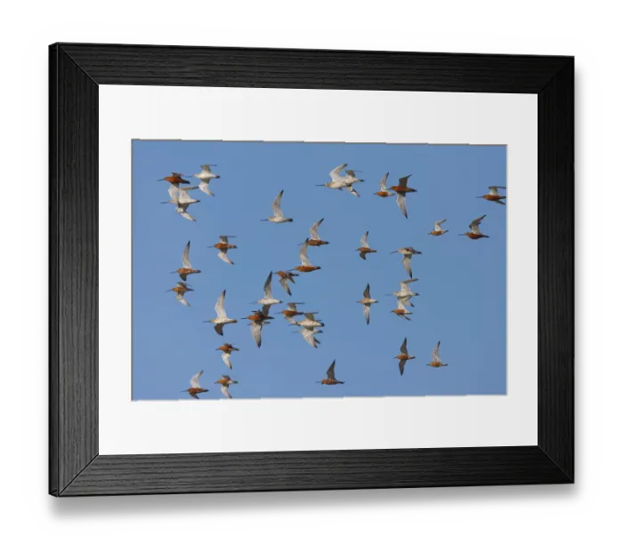 Framed Print : Bar-tailed Godwit (Limosa lapponica) flock flying Framed Print : Bar-tailed Godwit (Limosa lapponica) flock flying