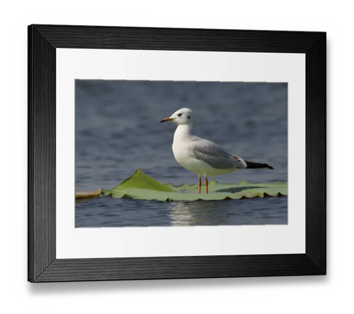 Framed Print : Black-headed Gull (Chroicocephalus ridibundus) perched on a leaf of a water lily