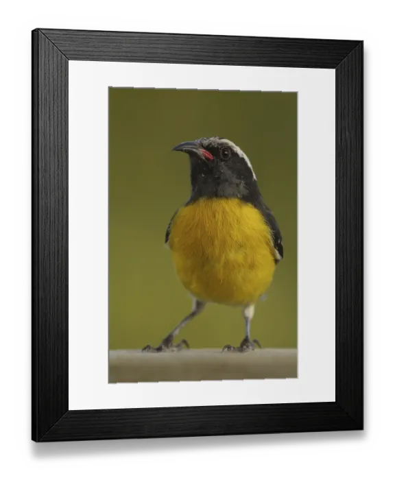 Framed Print : Bananaquit (Coereba flaveola), Antigua