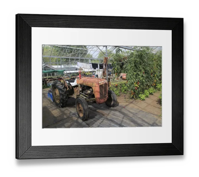 Framed Print : Red vintage tractor inside large glasshouse Framed Print : Red vintage tractor inside large glasshouse