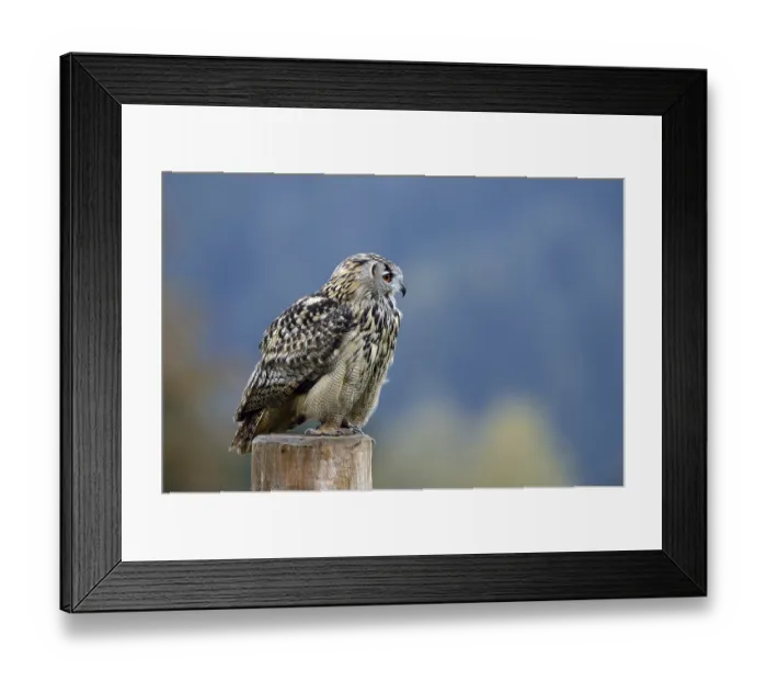 Framed Print : Eurasian Eagle-Owl (Bubo bubo)