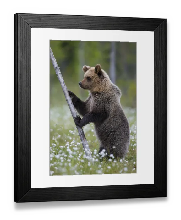 Framed Print : Eurasian Brown Bear (Ursus arctos) standing at tree trunk in white cottongrass Framed Print : Eurasian Brown Bear (Ursus arctos) standing at tree trunk in white cottongrass