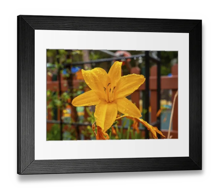 Framed Print : A yellow flower in a beautiful botanical garden