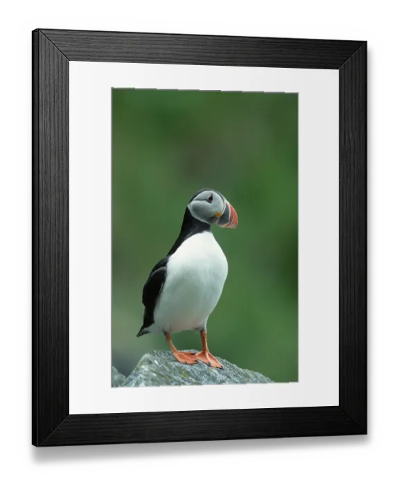 Framed Print : Puffin, Round, Norway, Europe Framed Print : Puffin, Round, Norway, Europe