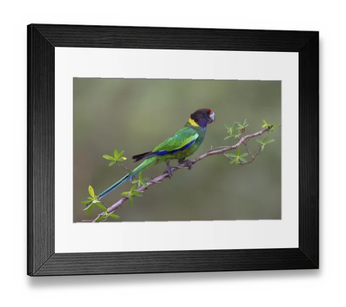 Framed Print : Twenty-eight Parrot (Barnardius zonarius semitorquatus)