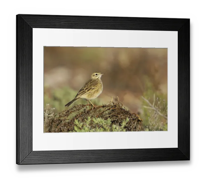 Framed Print : Australian Pipit (Anthus australis)