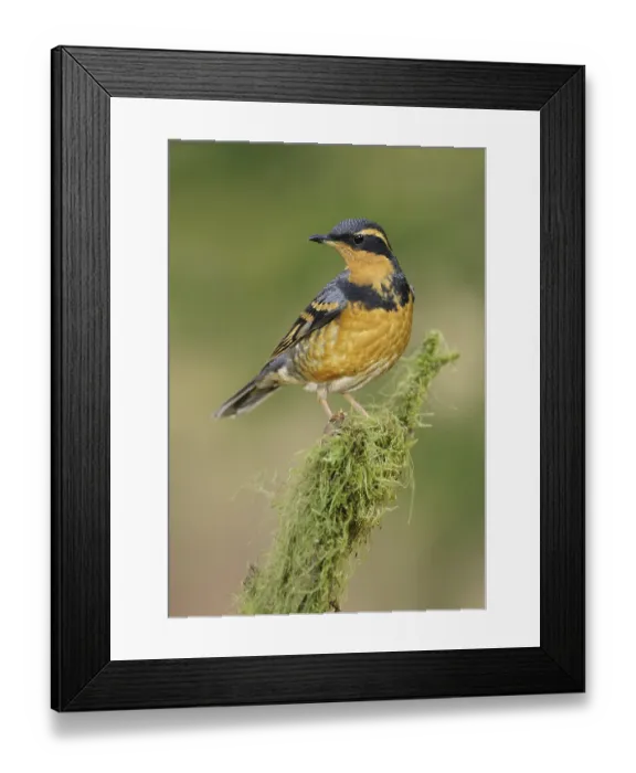 Framed Print : Varied Thrush (Ixoreus naevius) Framed Print : Varied Thrush (Ixoreus naevius)