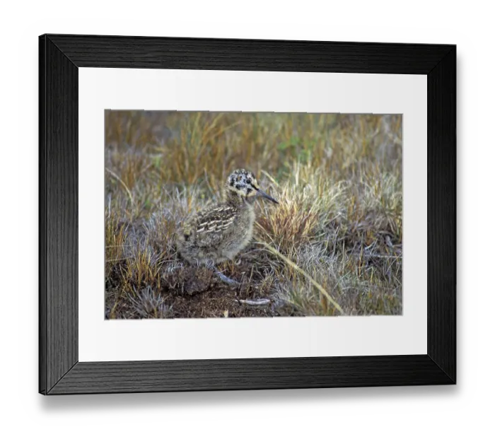 Framed Print : South American Snipe Gallinago paraguaiae Port Stanely