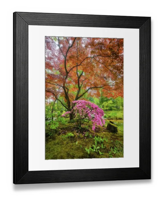 Framed Print : Tree with colorful red leaves in Japanese garden Framed Print : Tree with colorful red leaves in Japanese garden