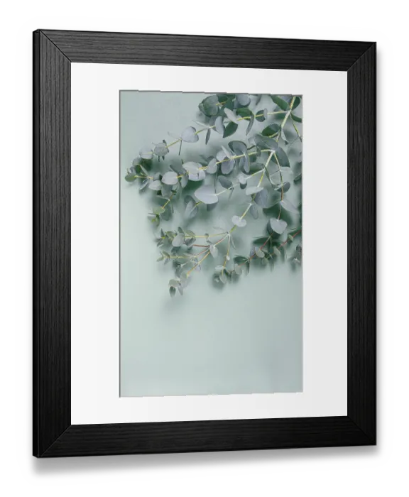 Framed Print : Eucalyptus branch, on a pale green background Framed Print : Eucalyptus branch, on a pale green background