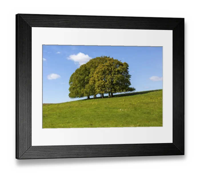 Framed Print : Landscape with copse of common beech trees blue sky on grassy green slope