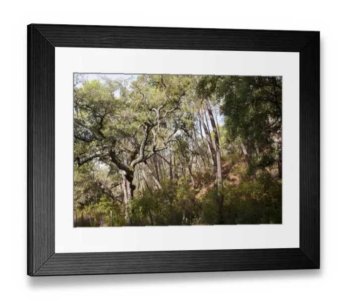 Framed Print : Woodland trees in Sierra de Aracena Framed Print : Woodland trees in Sierra de Aracena