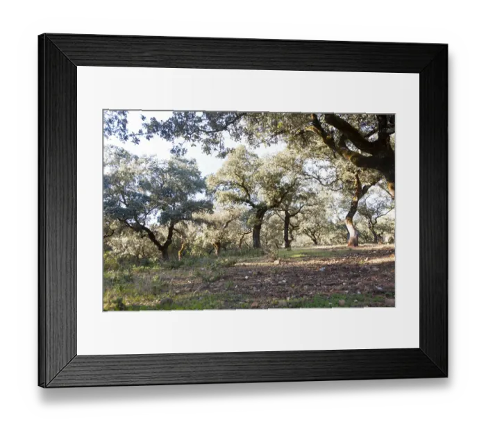 Framed Print : Cork oak trees in Sierra de Aracena