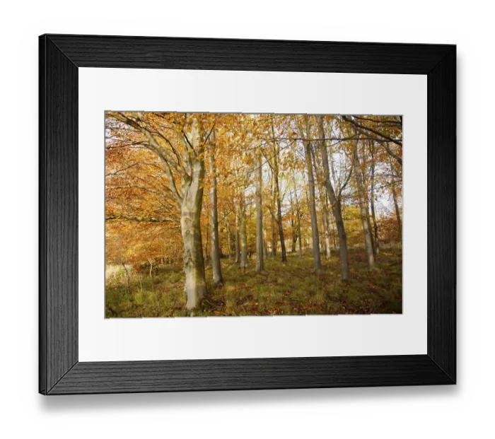 Framed Print : Orange brown beech tree autumn leaves Savernake Forest Framed Print : Orange brown beech tree autumn leaves Savernake Forest