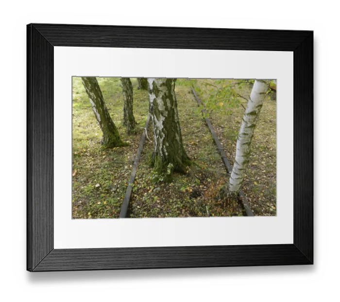 Framed Print : Birch trees, track road, Schoeneberger Suedgelaende nature Park Framed Print : Birch trees, track road, Schoeneberger Suedgelaende nature Park