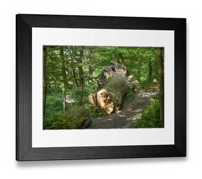 Framed Print : Tree, forest path, Weserbergland near Wuergassen