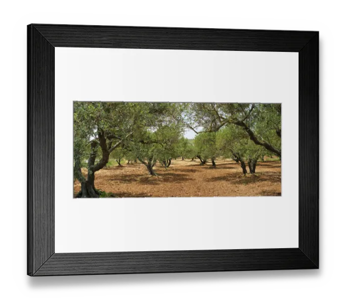 Framed Print : Olive trees (Olea europaea) grove in Crete Framed Print : Olive trees (Olea europaea) grove in Crete