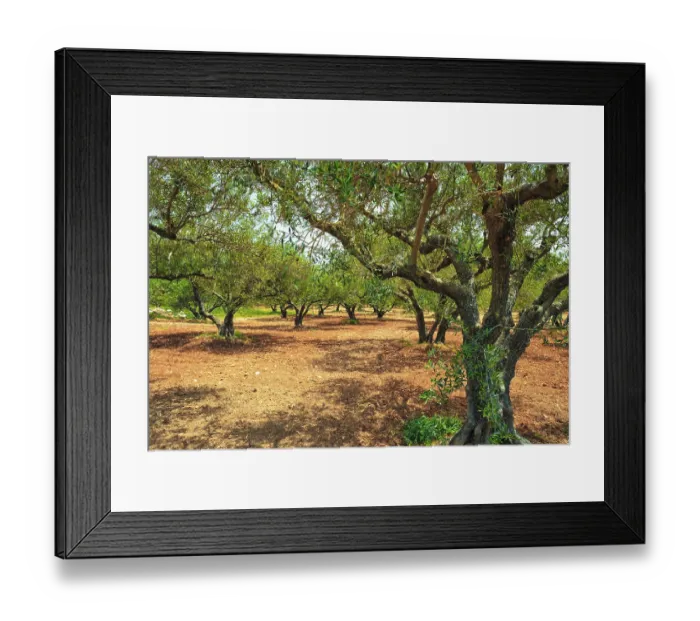 Framed Print : Olive trees (Olea europaea) grove in Crete