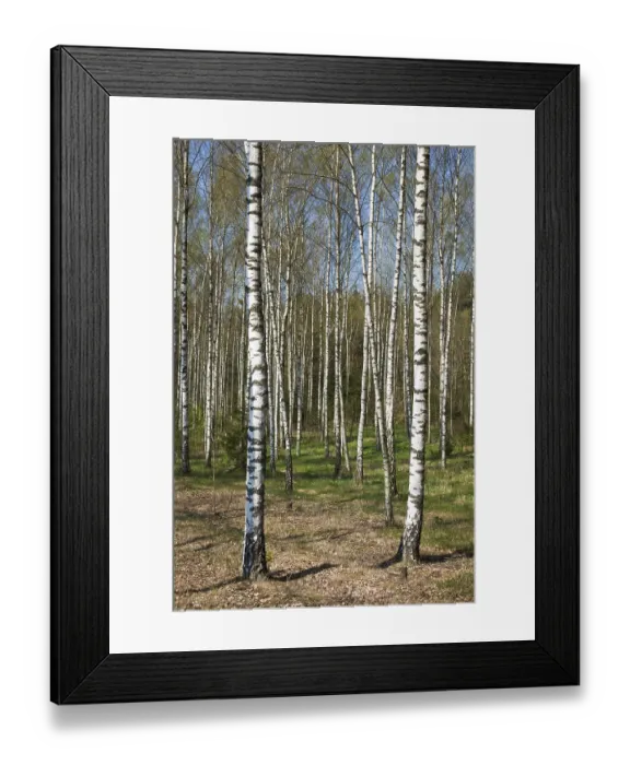 Framed Print : Birch grove in spring Framed Print : Birch grove in spring