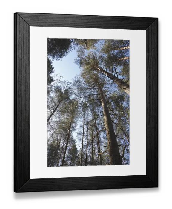 Framed Print : Pines in sky in forest Framed Print : Pines in sky in forest