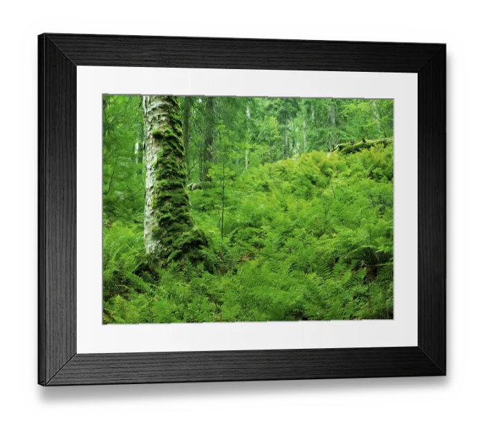 Framed Print : Ferns in the forest, Bavarian Forest National Park