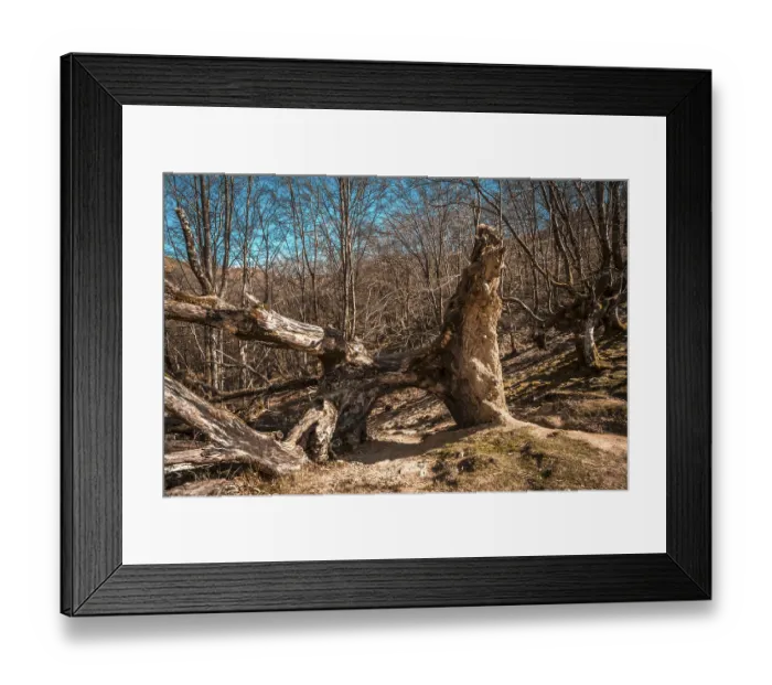 Framed Print : A tunnel with a path in a tree in the beech tree of Mount Adarra in Gipuzkoa