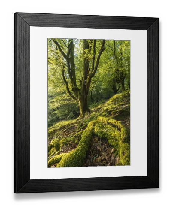 Framed Print : Green roots of a tree in a beech forest on the path up to Monte Adarra in Urnieta