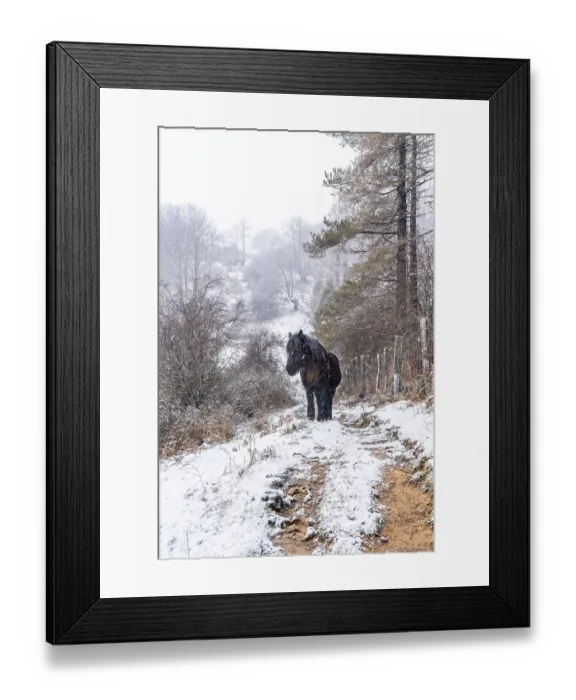 Framed Print : Wild horses in the aizkorri mountain of gipuzkoa Framed Print : Wild horses in the aizkorri mountain of gipuzkoa
