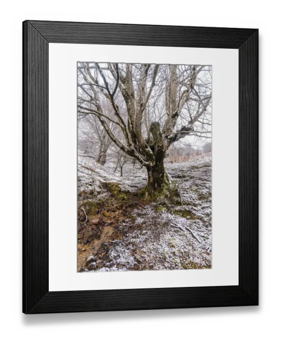 Framed Print : Beautiful and giant beech trees in the forest of Mount Aizkorri in Gipuzkoa Framed Print : Beautiful and giant beech trees in the forest of Mount Aizkorri in Gipuzkoa