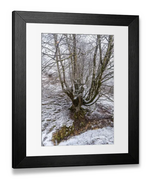 Framed Print : Beech forest full of snow in the forest of Mount Aizkorri in Gipuzkoa Framed Print : Beech forest full of snow in the forest of Mount Aizkorri in Gipuzkoa