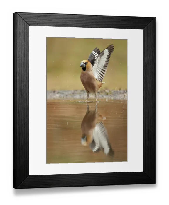 Framed Print : Appelvink opvliegend waarbij de vleugels volledig zichtbaar zijn en ook in de spiegeling