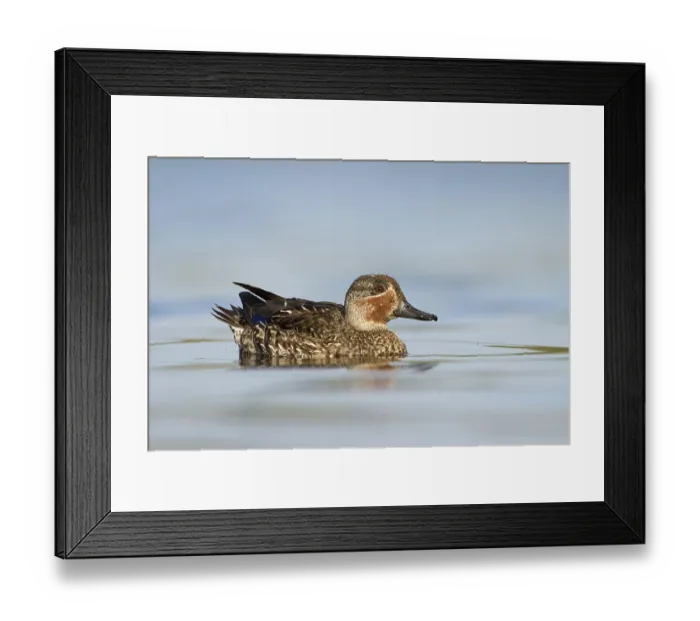 Framed Print : Wintertaling in eclipse kleed, Eurasian teal in eclise plumage