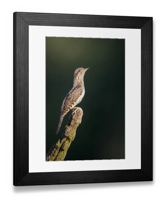 Framed Print : Eurasian Wryneck (Jynx torquilla)