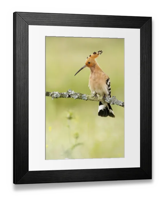 Framed Print : Eurasian Hoopoe (Upupa epops) male perched on a branch