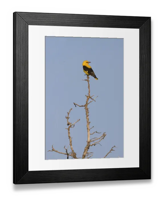 Framed Print : Eurasian Golden Oriole (Oriolus oriolus) male
