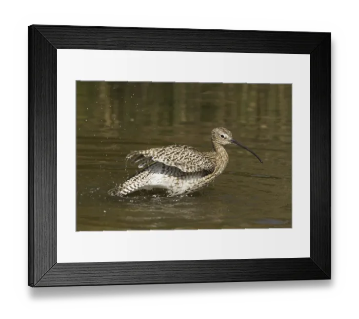 Framed Print : Eurasian Curlew (Numenius arquata) bathing