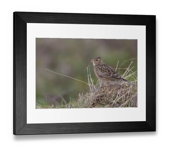 Framed Print : Eurasian Skylark (Alauda arvensis) male singing