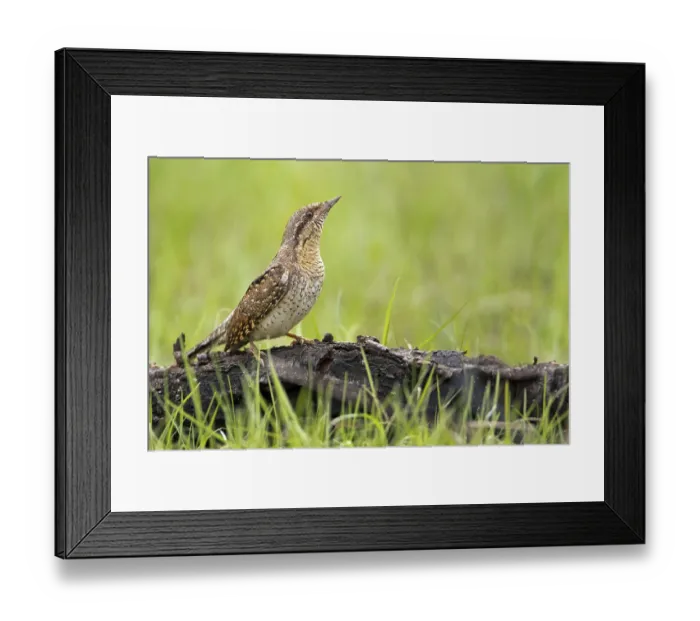Framed Print : Eurasian Wryneck (Jynx torquilla)