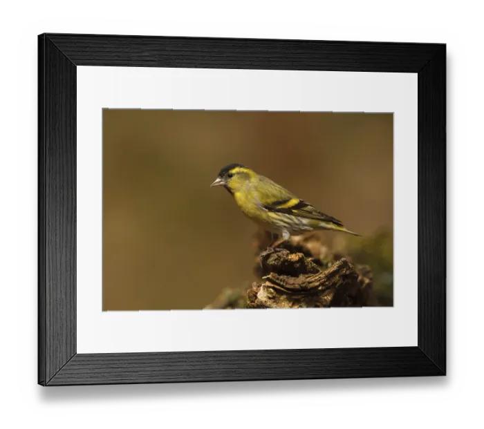 Framed Print : Eurasian Siskin (Spinus spinus) male Framed Print : Eurasian Siskin (Spinus spinus) male