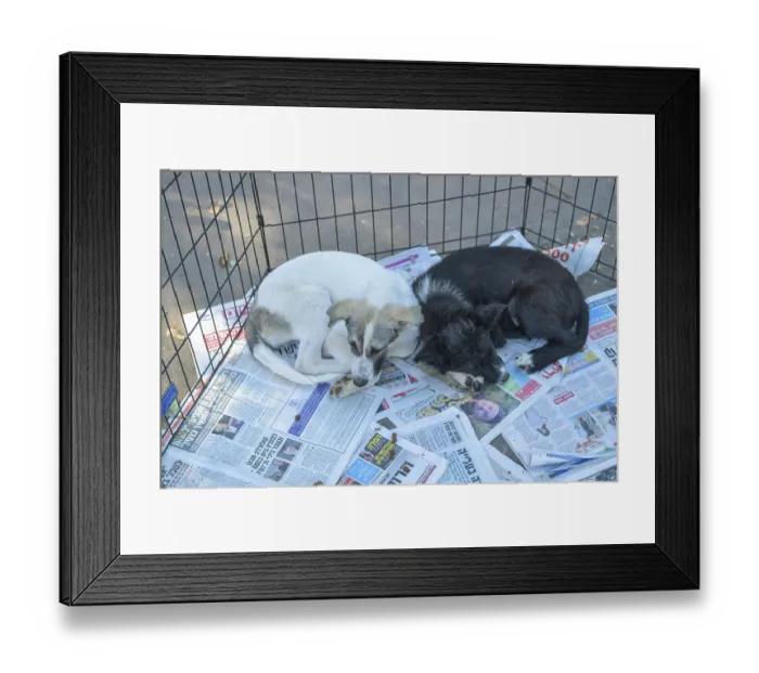 Framed Print : Dogs in the grid, Tel Aviv, Israel, Asia