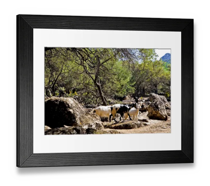 Framed Print : Herd of goats, Su Golgo plateau