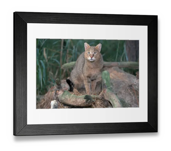 Framed Print : Cane cat, Jungle cat (Felis chaus), Swamp cat Framed Print : Cane cat, Jungle cat (Felis chaus), Swamp cat