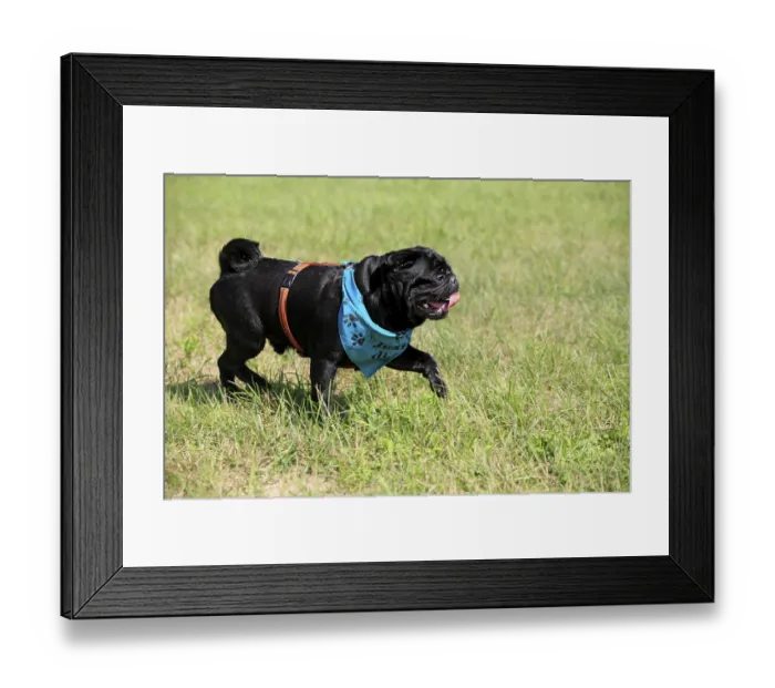 Framed Print : Pug, neckerchief Framed Print : Pug, neckerchief
