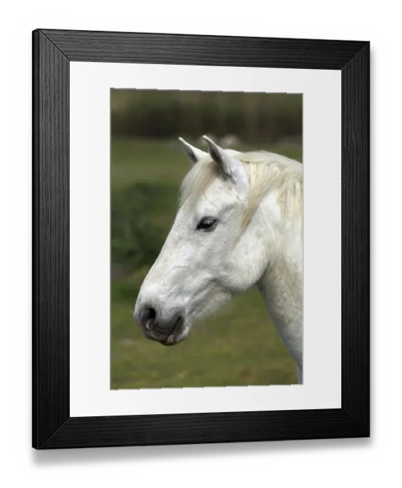 Framed Print : Mare, Camargue, South of France