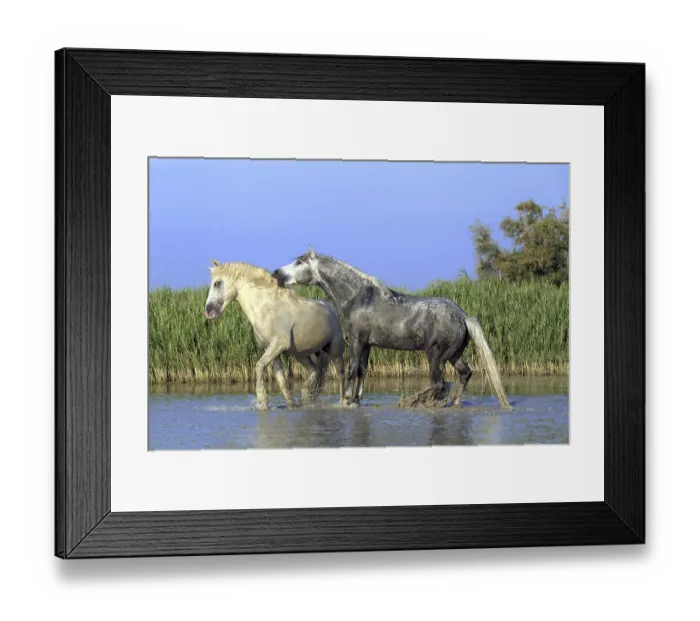 Framed Print : Camargue horses, stallions, Camargue