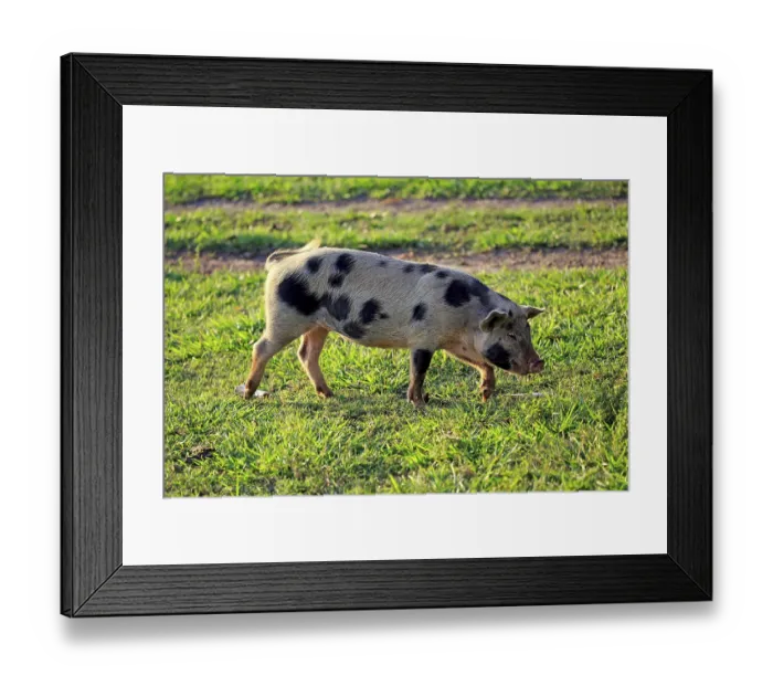 Framed Print : Domestic pig, female, sow, Pantanal