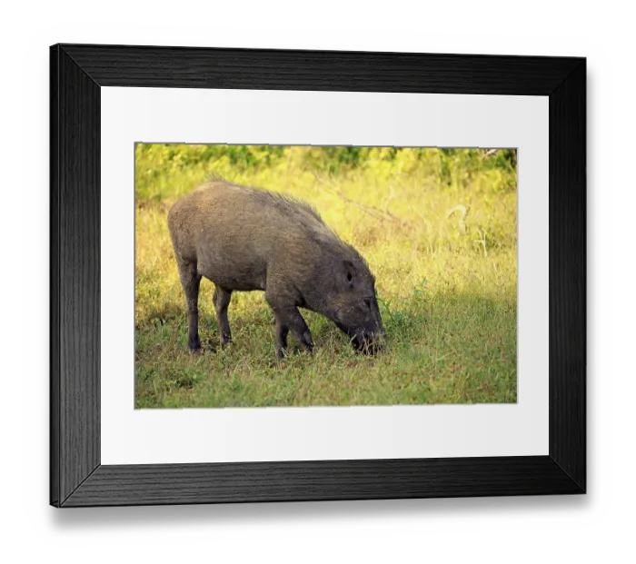Framed Print : Eurasian wild boar (Sus affinis)